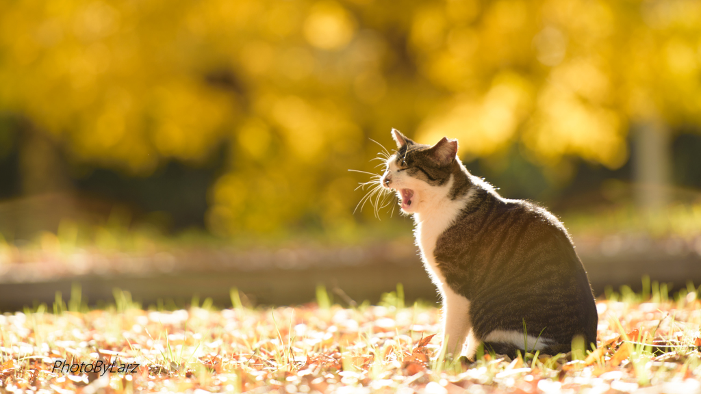 小春日和猫