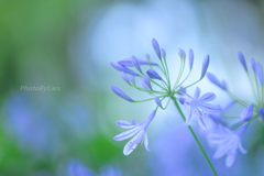 _agapanthus