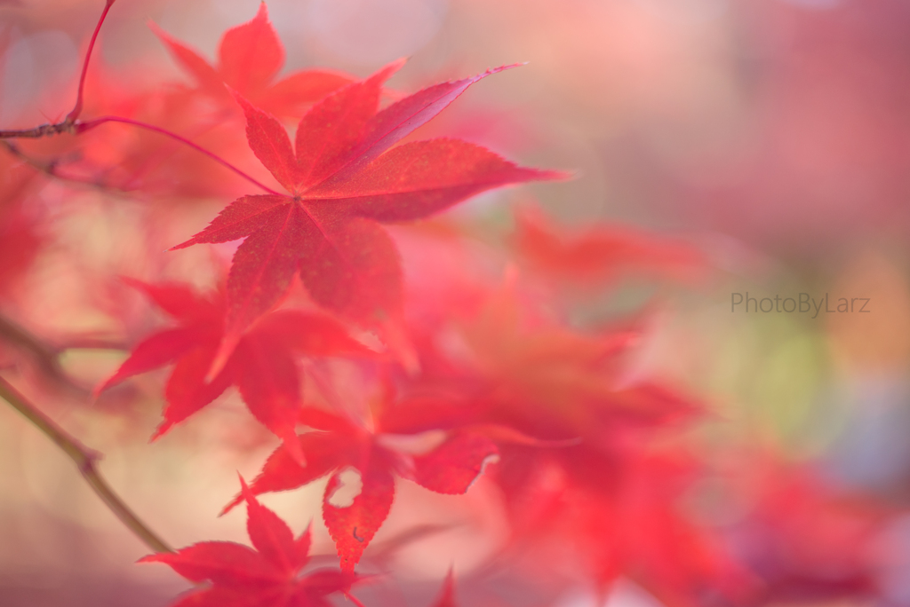 _maple:Japanese