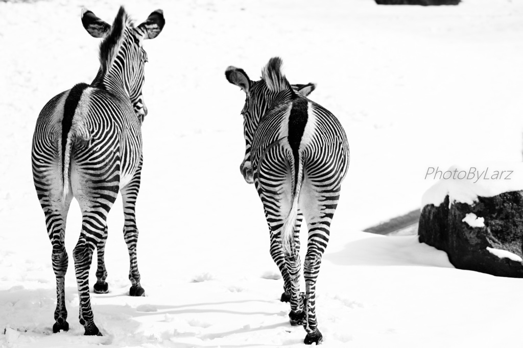 _zebra