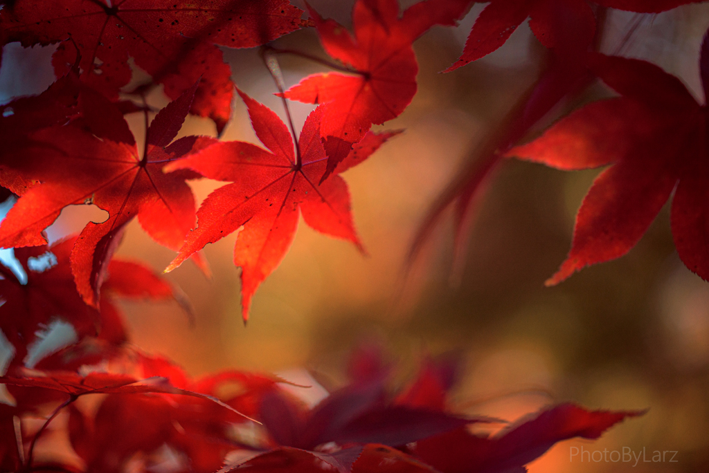 紅葉を探しに