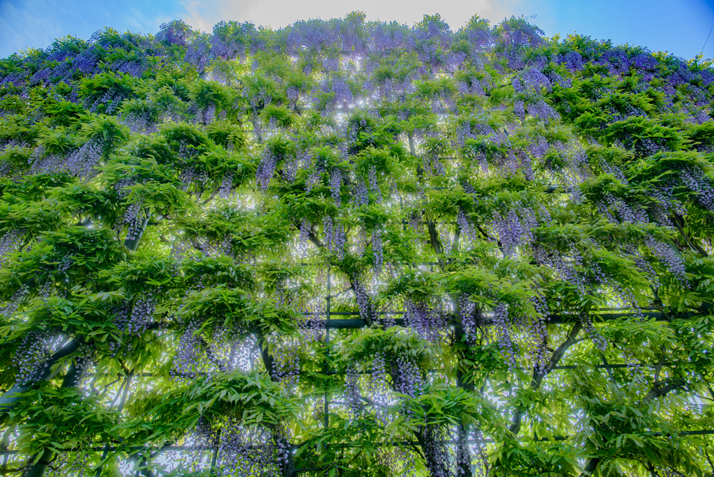 _wisteria:wall
