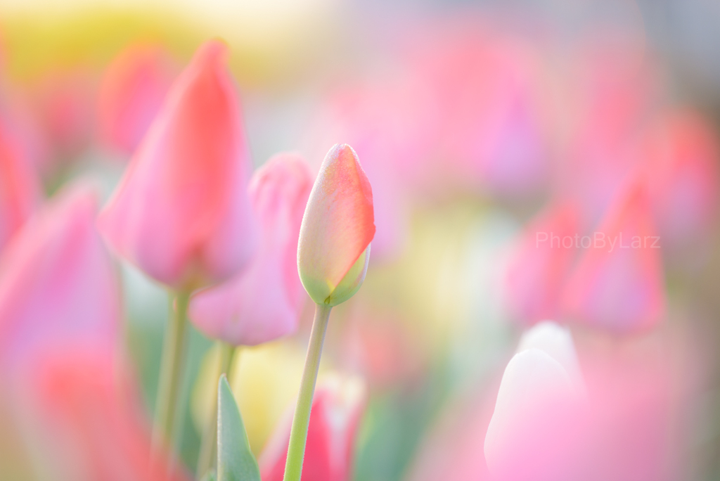 _tulip:candy