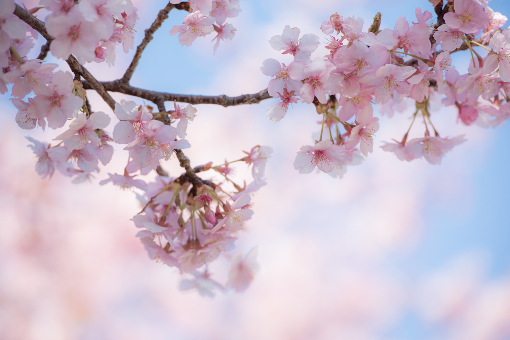河津桜２