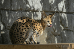 _serval