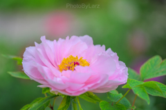 ‗peony:pink