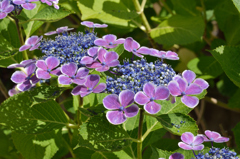 実家の紫陽花