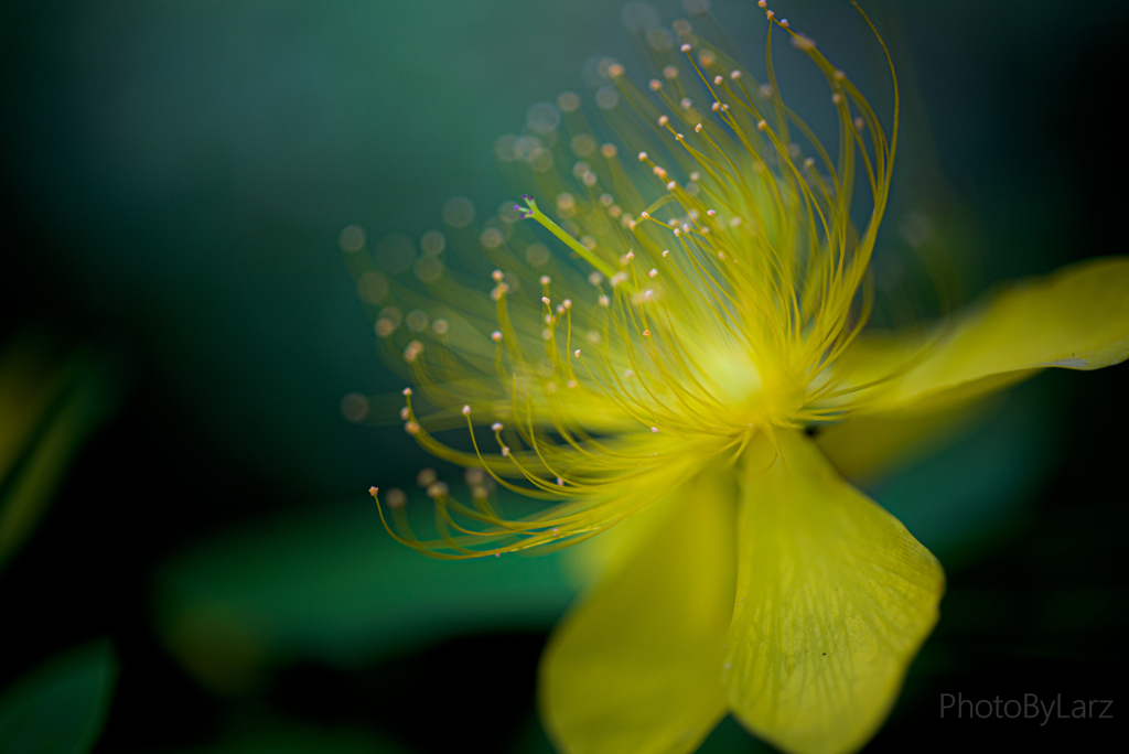 _hypericum chinense