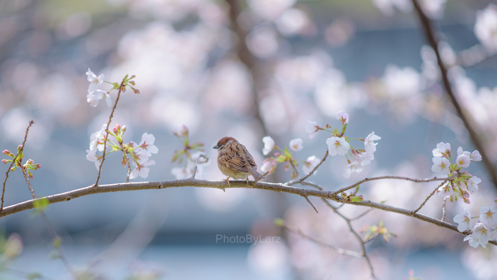 いつかの桜チュン。