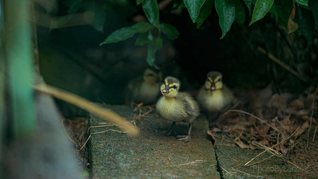 _peep!