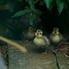 _peep!