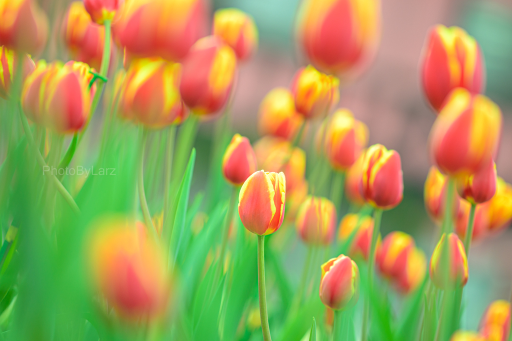 tulip_R&Y