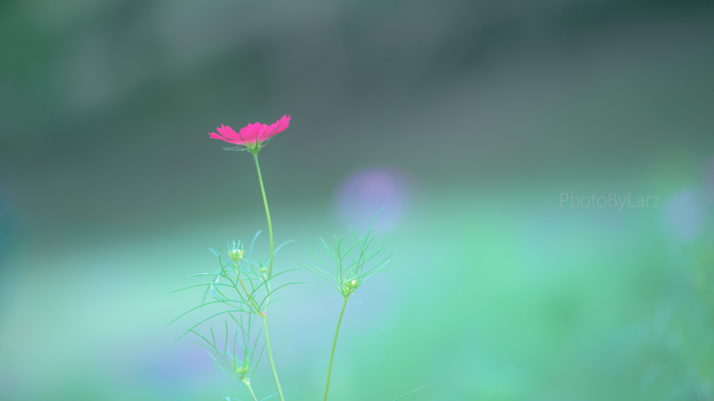 _cosmos