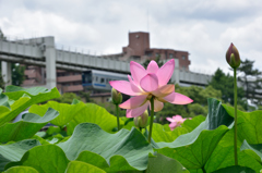 モノレール沿線の公園にて