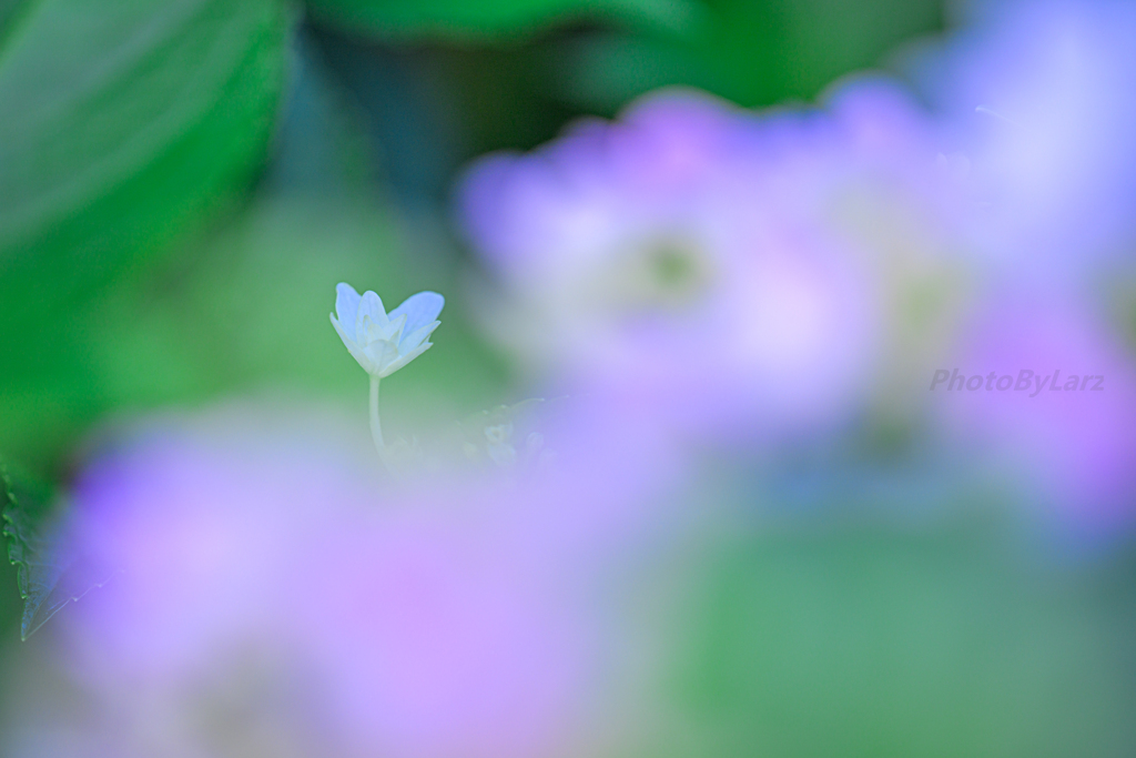 庭遊び