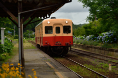 紫陽花と小湊鉄道