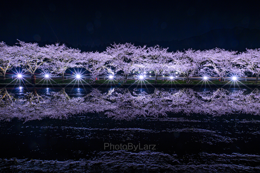 ‗yozakura:reflection2