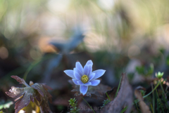 _spring ephemerals