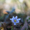_spring ephemerals