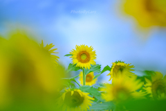 _sunflower:fine