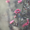 _manuka