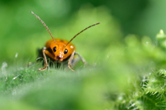 キュウリの葉っぱにくっ付いてる謎の虫