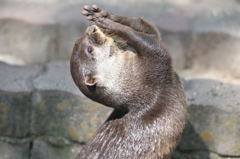 コツメカワウソ