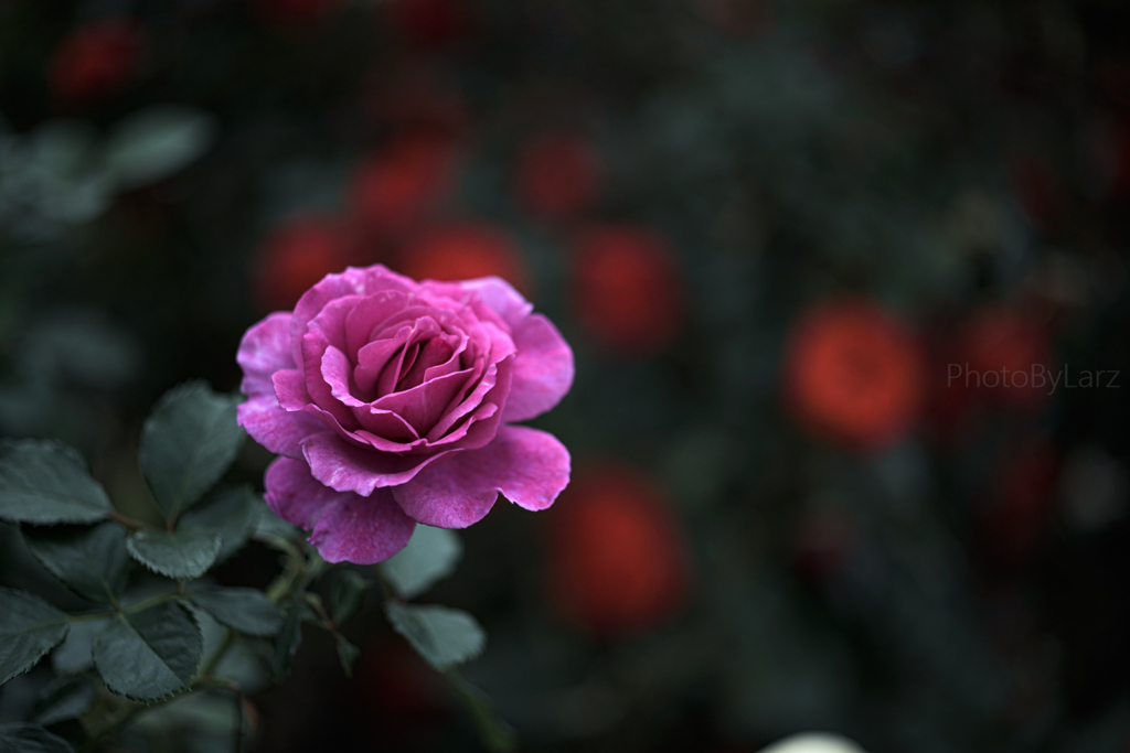 _roze:sad