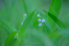 LilyOfTheValley