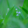 LilyOfTheValley