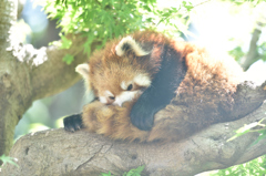 レッサーパンダ