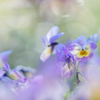 _Viola