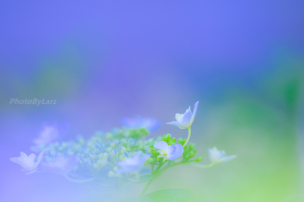 _Ajisai