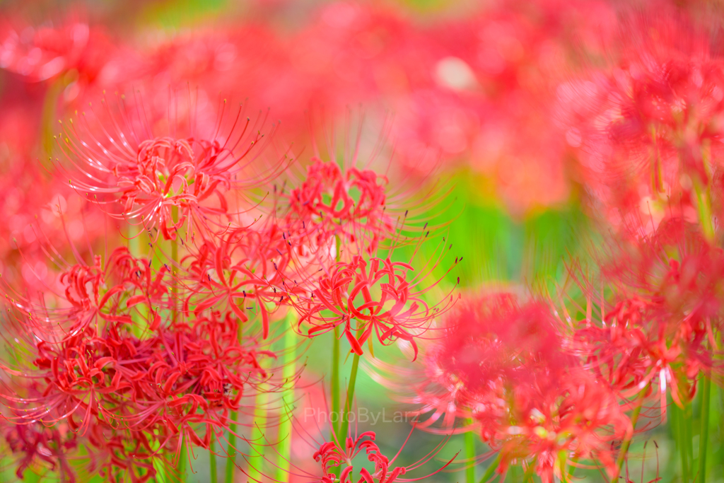 _lycoris:high