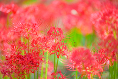 _lycoris:high