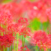 _lycoris:high