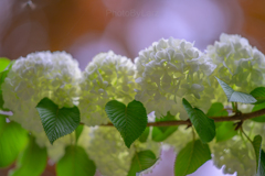 _JapaneseSnowball