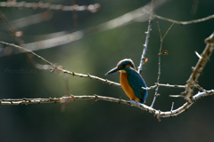 _kingfisher