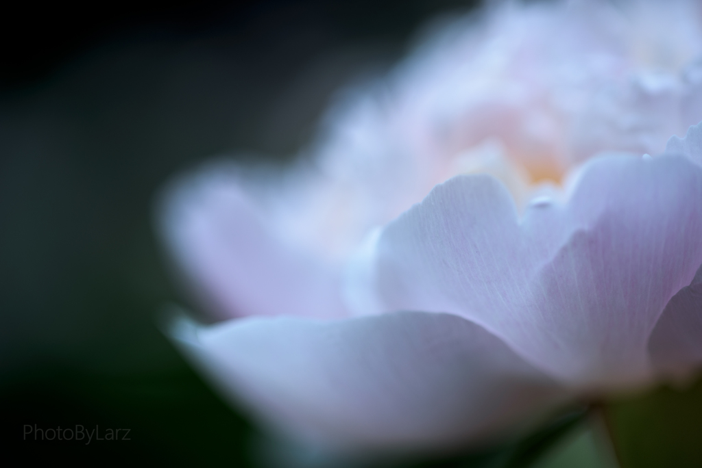 _peony