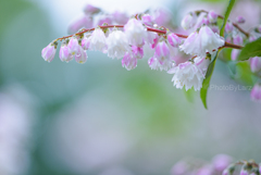 _deutzia:sakura