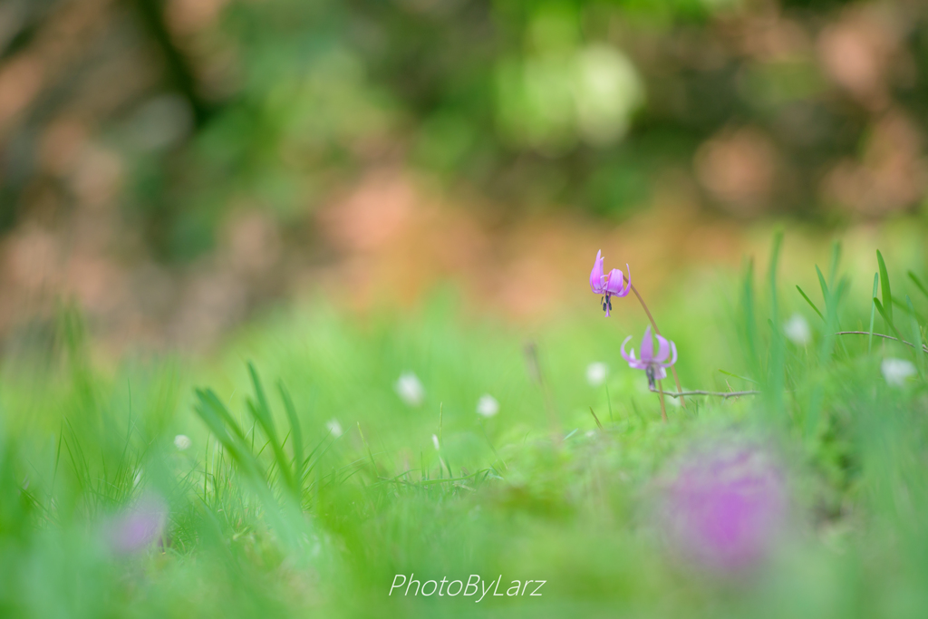 _spring ephemerals
