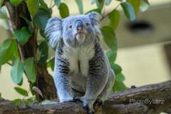 _koala