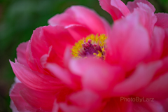 ‗peony:Macro