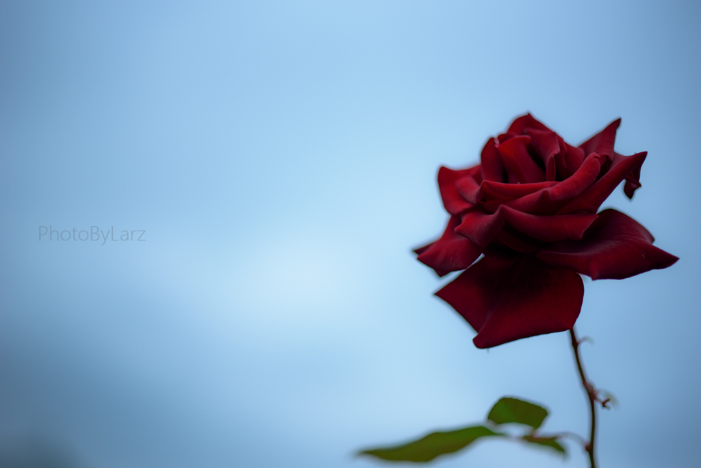 _gift