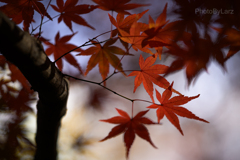 _momiji: shadow picture
