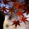 _momiji: shadow picture