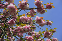 八重桜～
