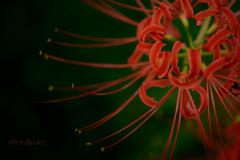 _lycoris