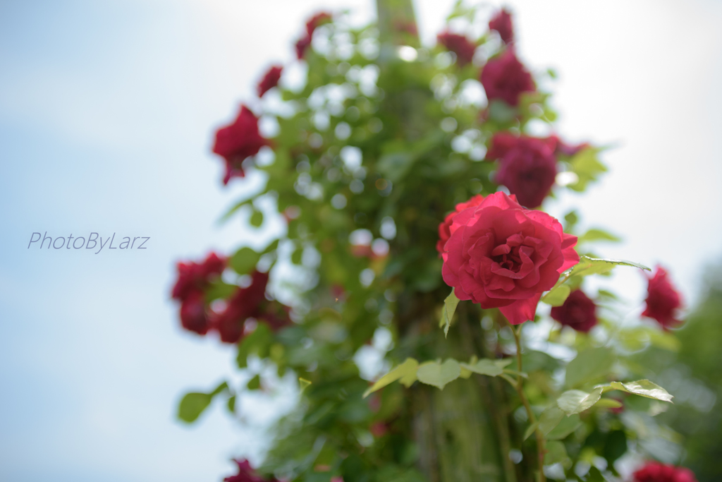_rose tree