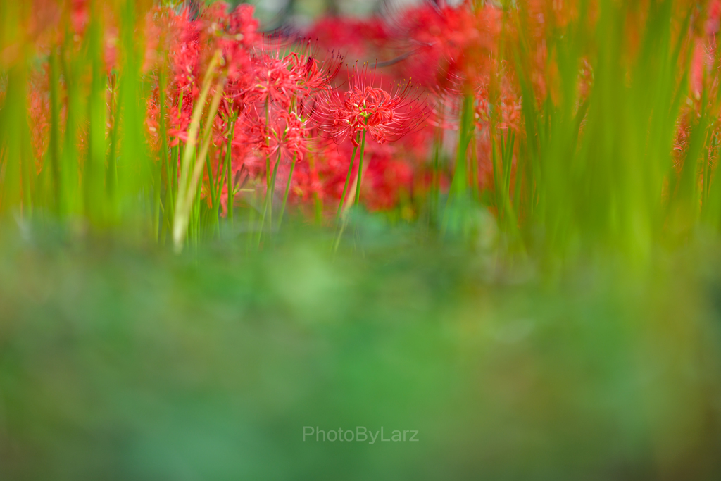 _lycoris:□